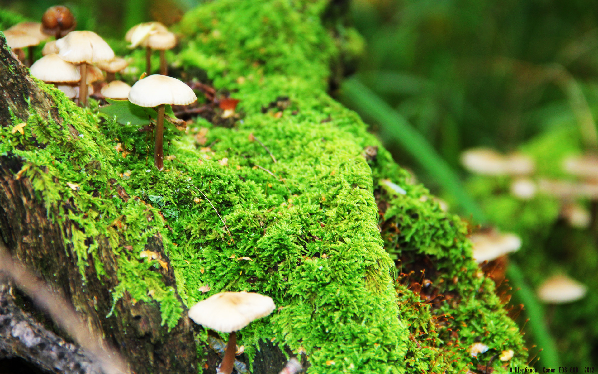 星空体育网站安全-新西兰男队的阵容深度与未来规划，挑战传统强队，新西兰篮球队队员名单